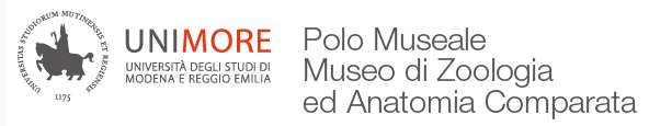 Polo Museale UNIMORE - Museo di Zoologia ed Anatomia Comparata